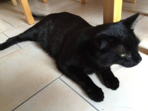 Ich habe Nyu ein wenig von mein Spielzeug und Futter abgegeben. Und ein Kuschelbett. Ich will es eh nicht *pah*